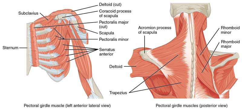 pectoral and rhomboid muscles used in pushups